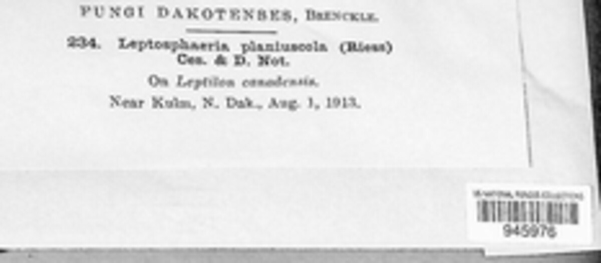 Leptosphaeria planiuscula image